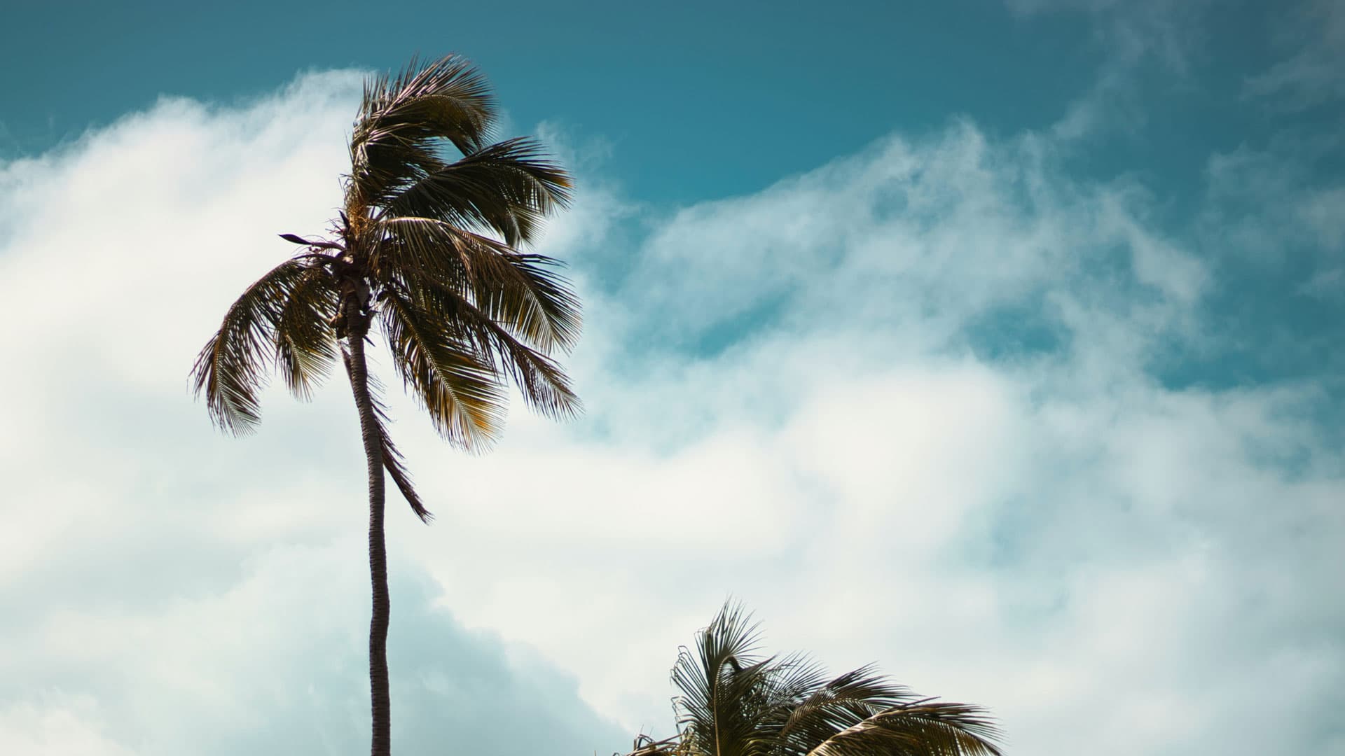 An elegant palm tree stands tall against a backdrop of azure skies. Its fronds, gently tousled by the breeze, create a delicate silhouette. Wispy clouds meander, adding a dreamy dimension, painting a scene of tropical serenity and vastness.